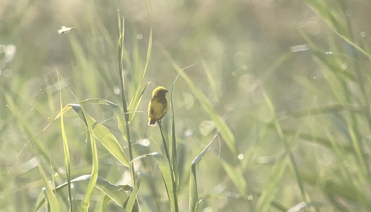 gulkronebisp - ML639690108