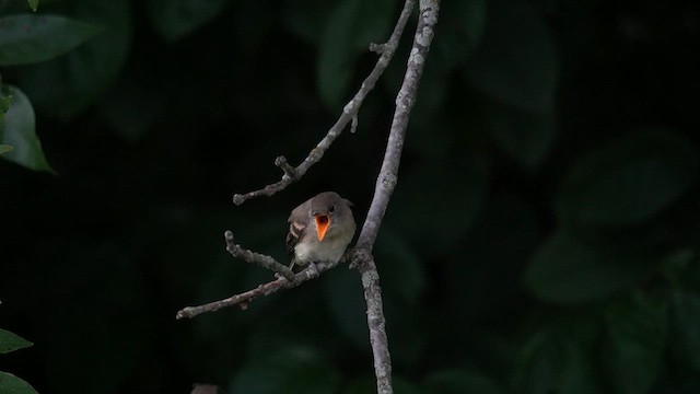 Willow Flycatcher - ML639690164
