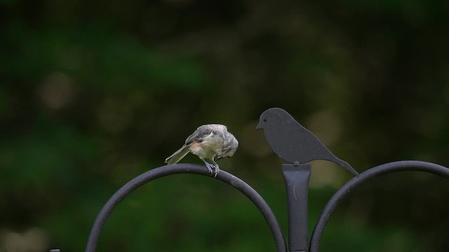 Tufted Titmouse - ML639690202