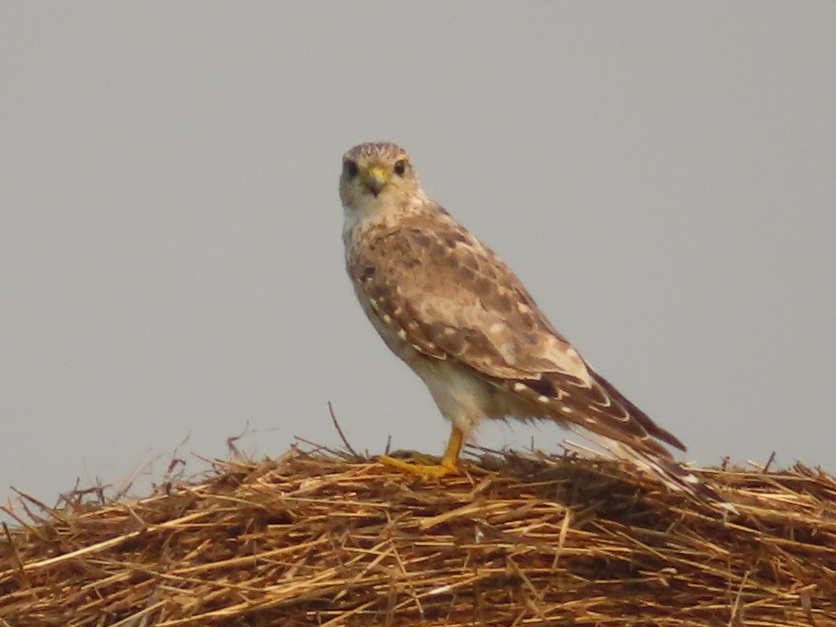 Smeriglio - ML639690217