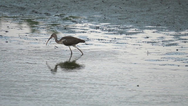 White Ibis - ML639690246
