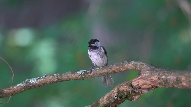 Black-capped Chickadee - ML639690264