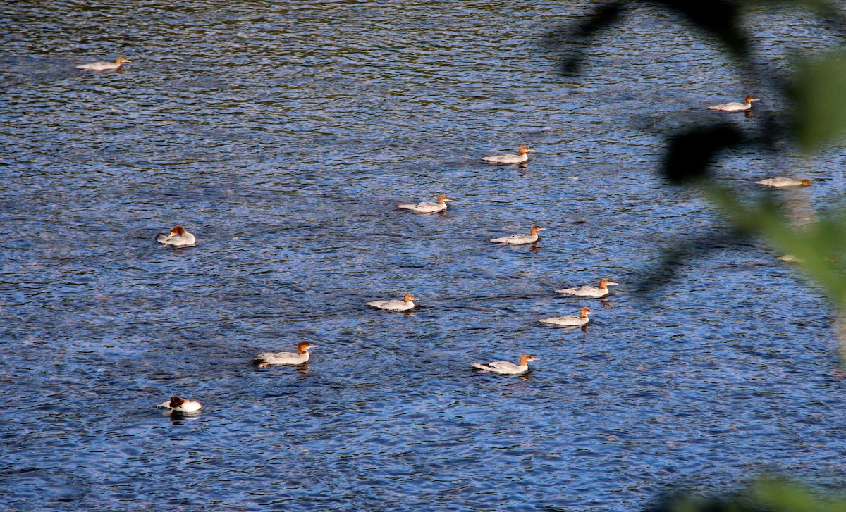 Common Merganser - ML639690266