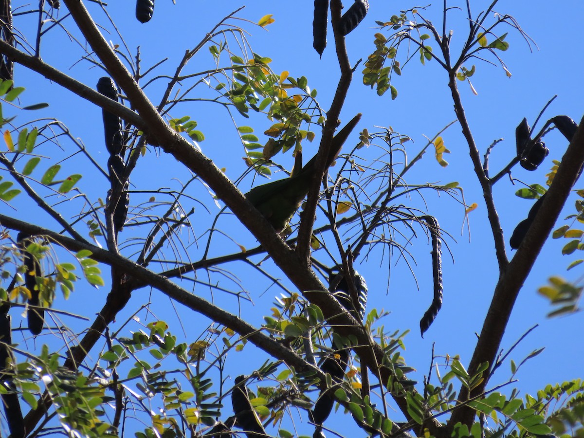Cuban Parakeet - ML639690270