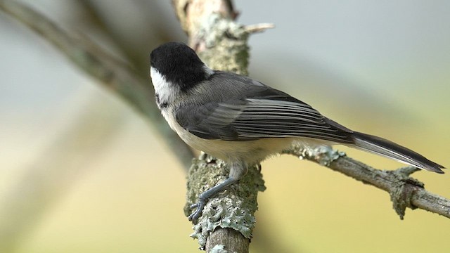 Black-capped Chickadee - ML639690283