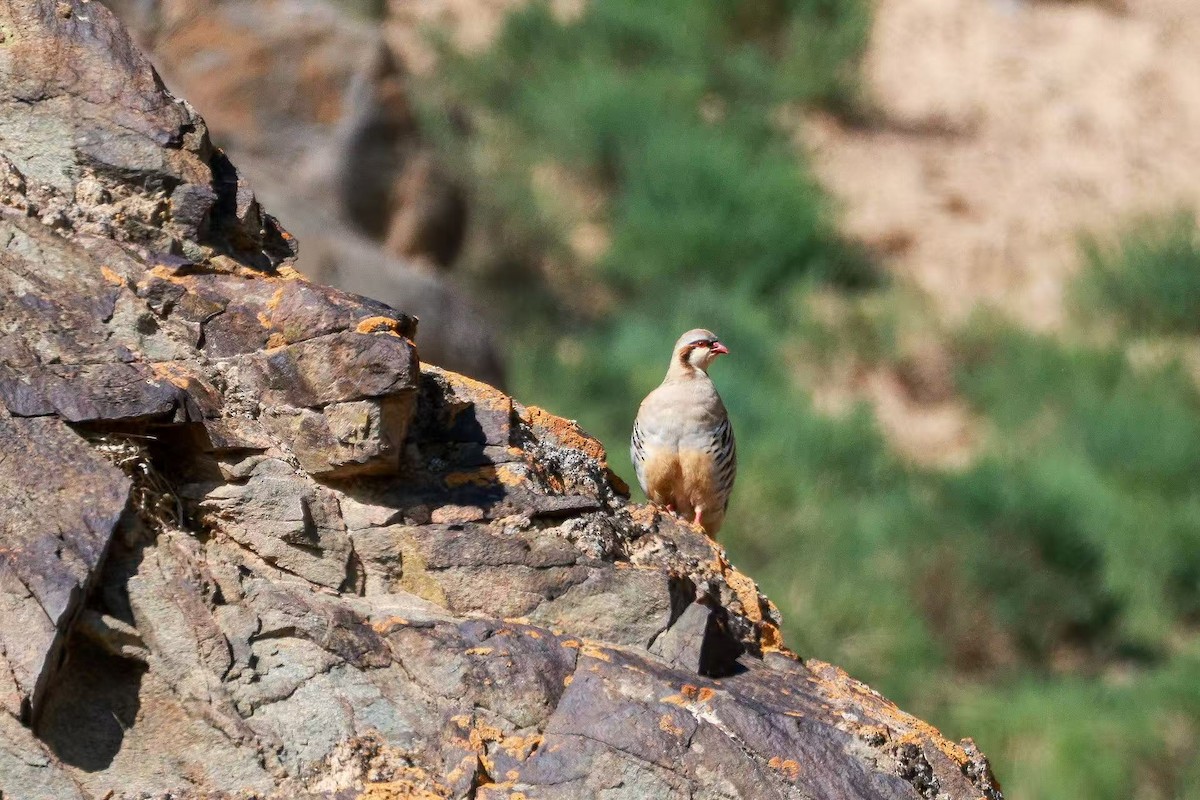 Przevalski's Partridge - ML639690293