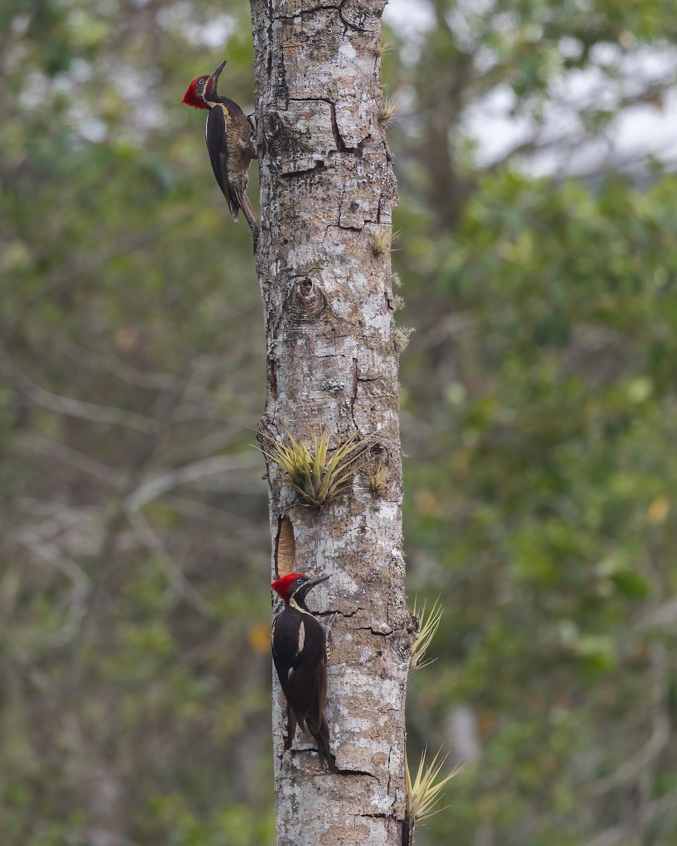 Lineated Woodpecker - ML639690331