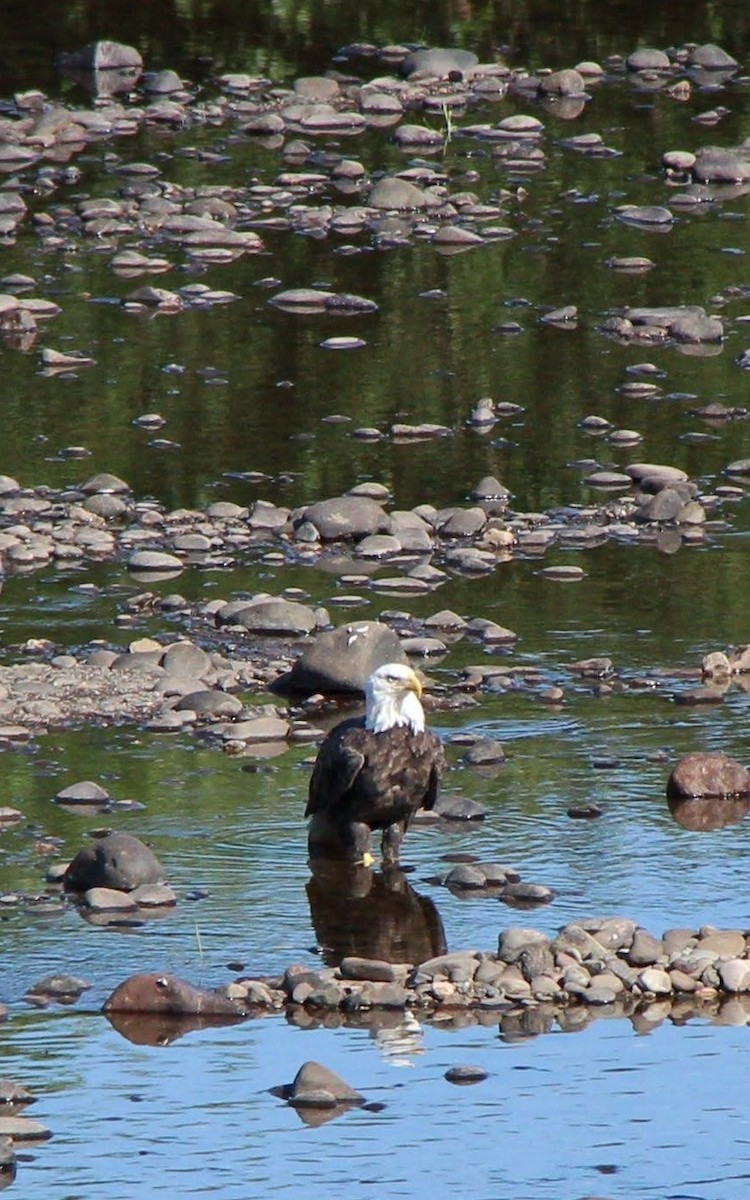 Bald Eagle - ML639690344