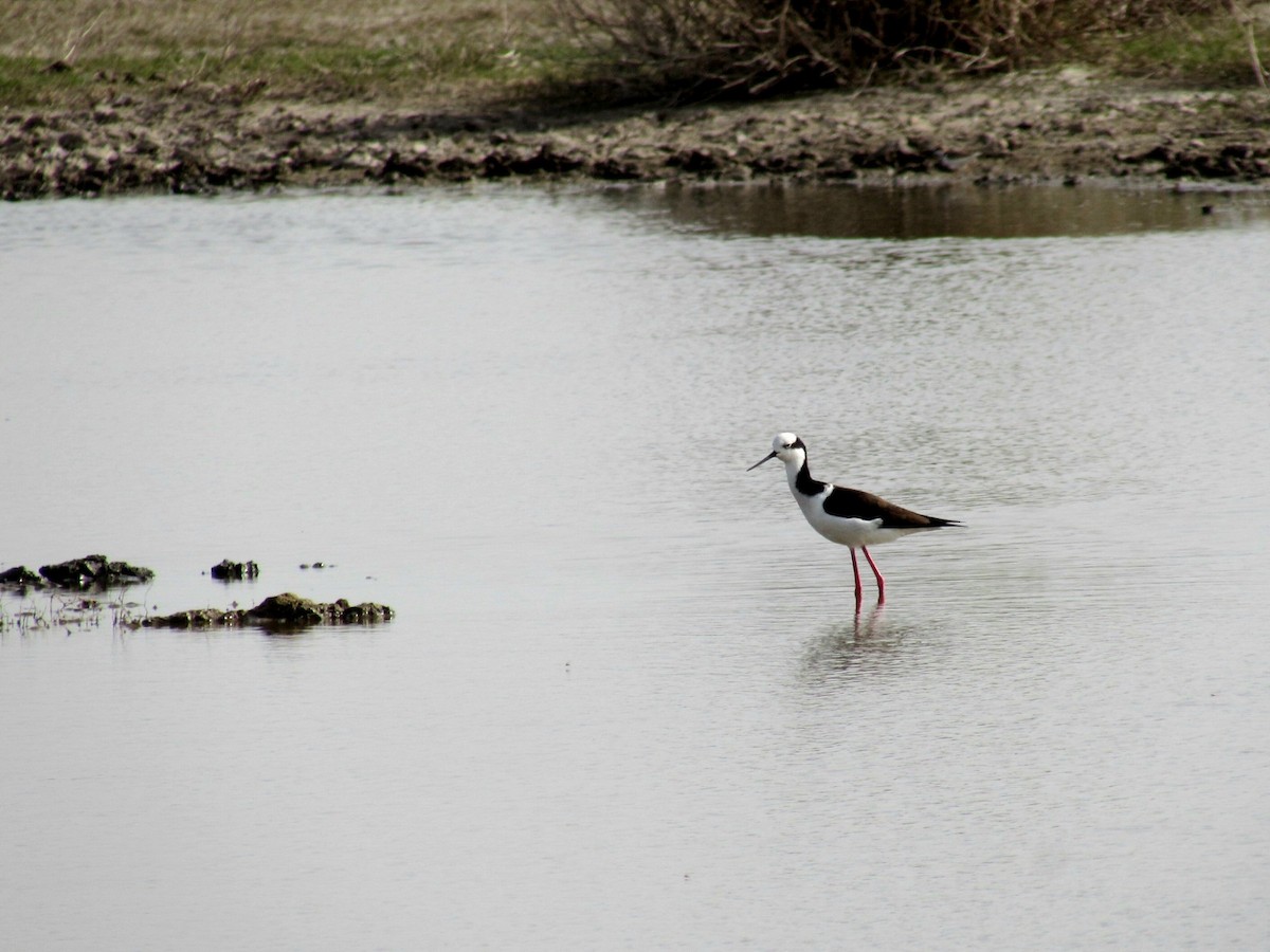 Black-necked Stilt - ML639690355