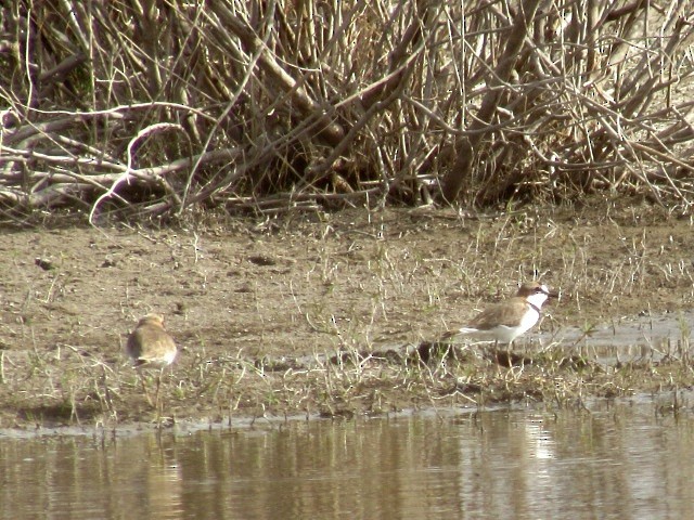 Collared Plover - ML639690415