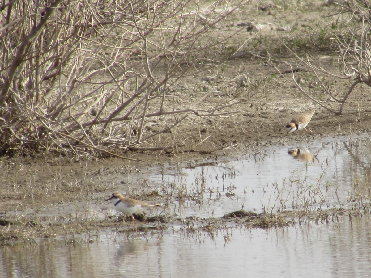 Collared Plover - ML639690416