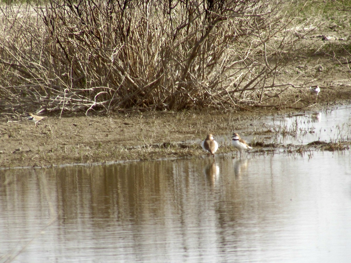 Collared Plover - ML639690417