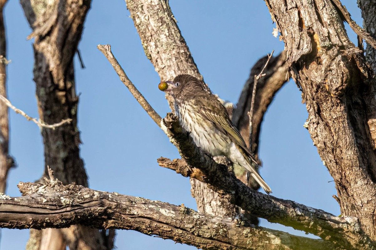 Australasian Figbird - ML639690424