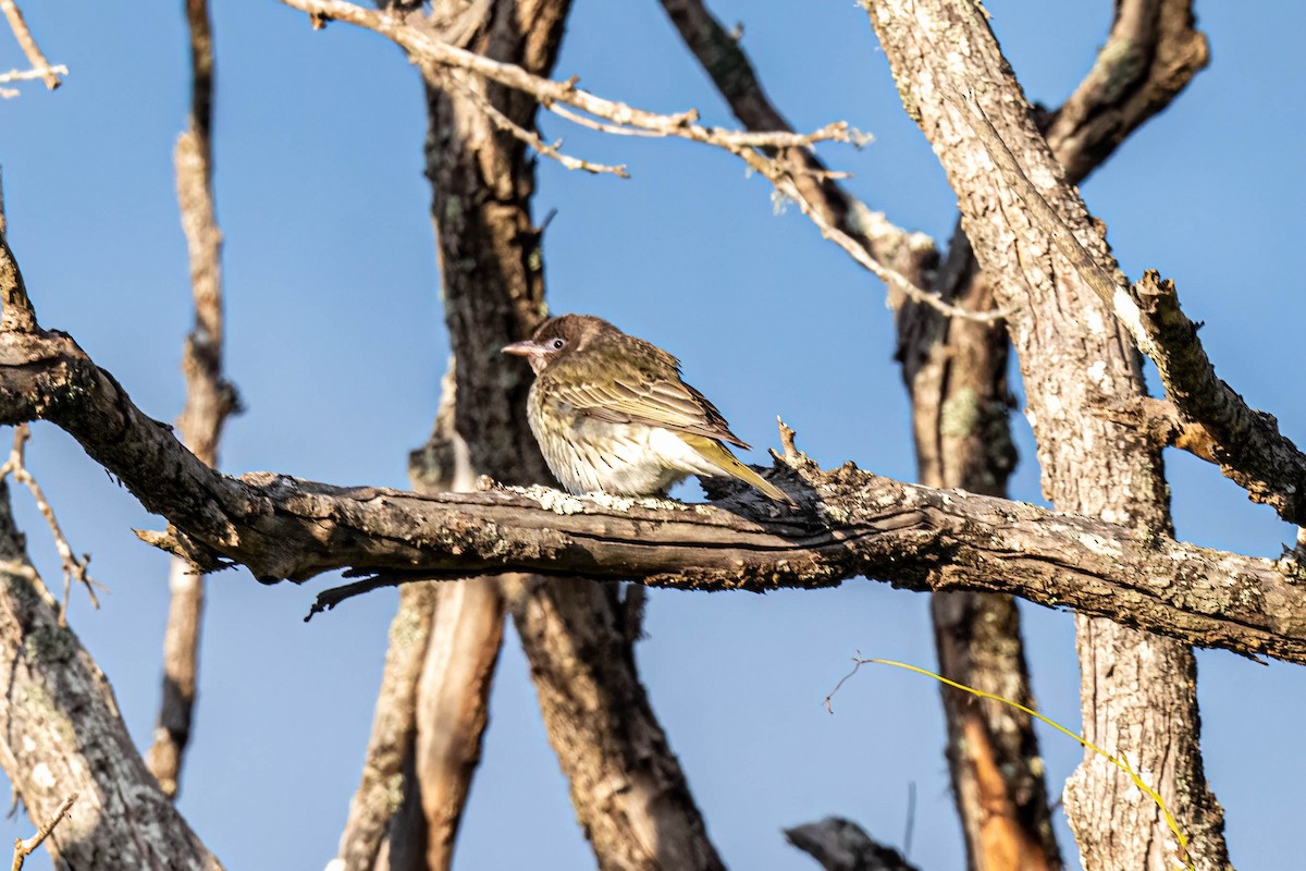 Australasian Figbird - ML639690425