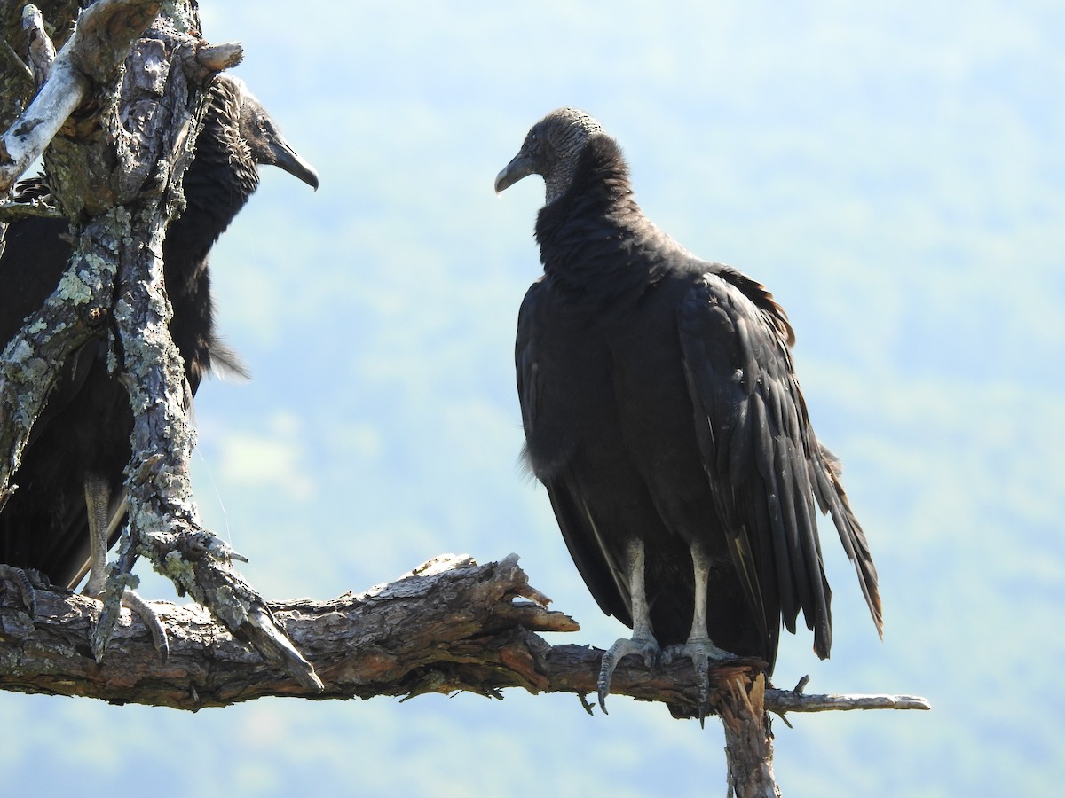 Black Vulture - ML639690442