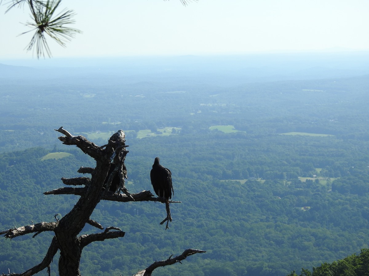 Black Vulture - ML639690443