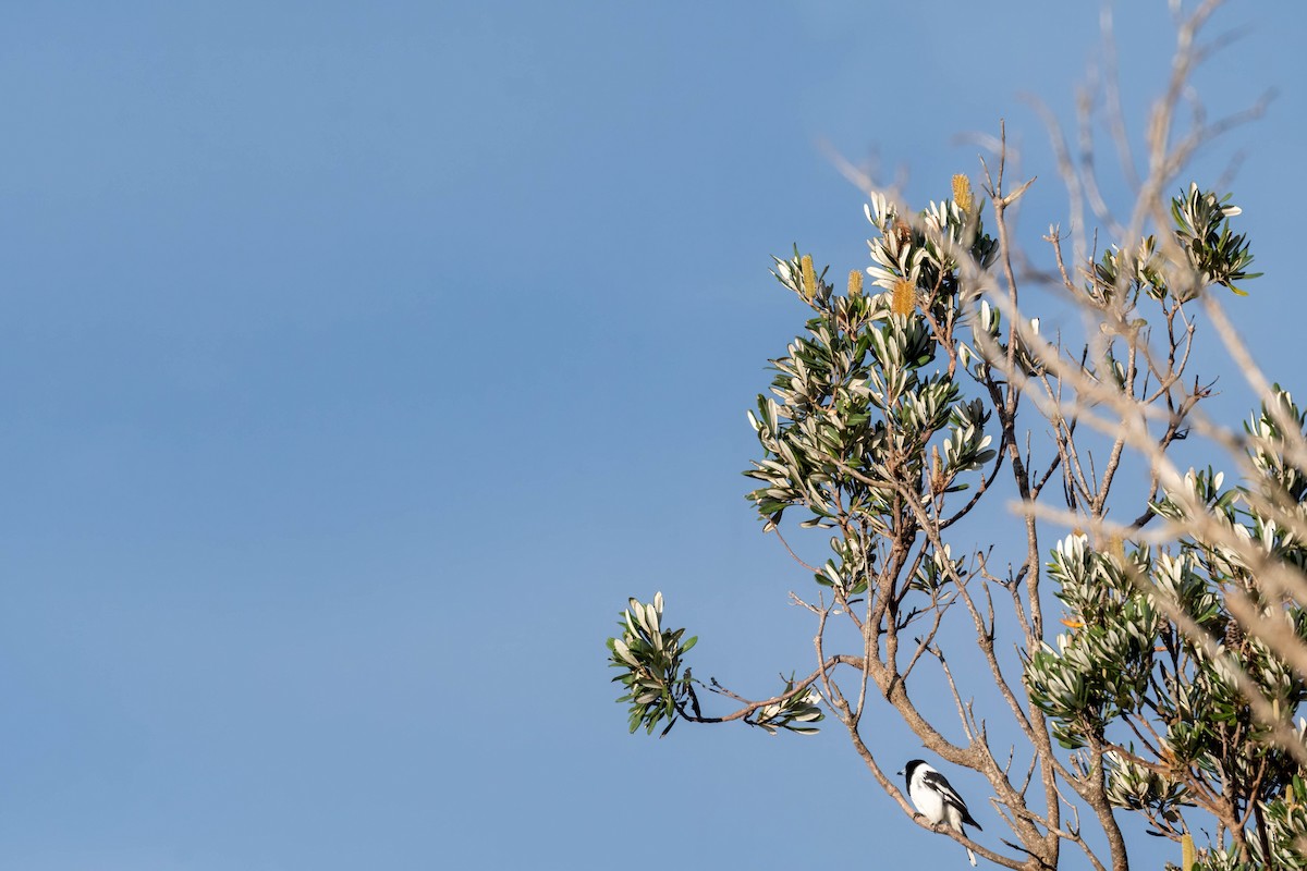 Pied Butcherbird - ML639690445
