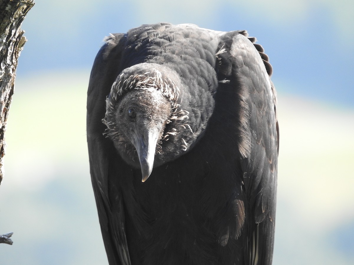 Black Vulture - ML639690447