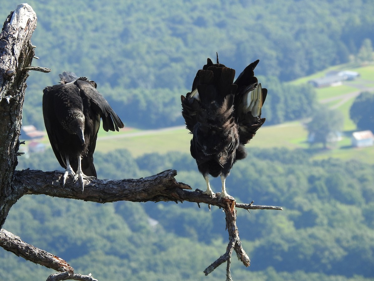 Black Vulture - ML639690448