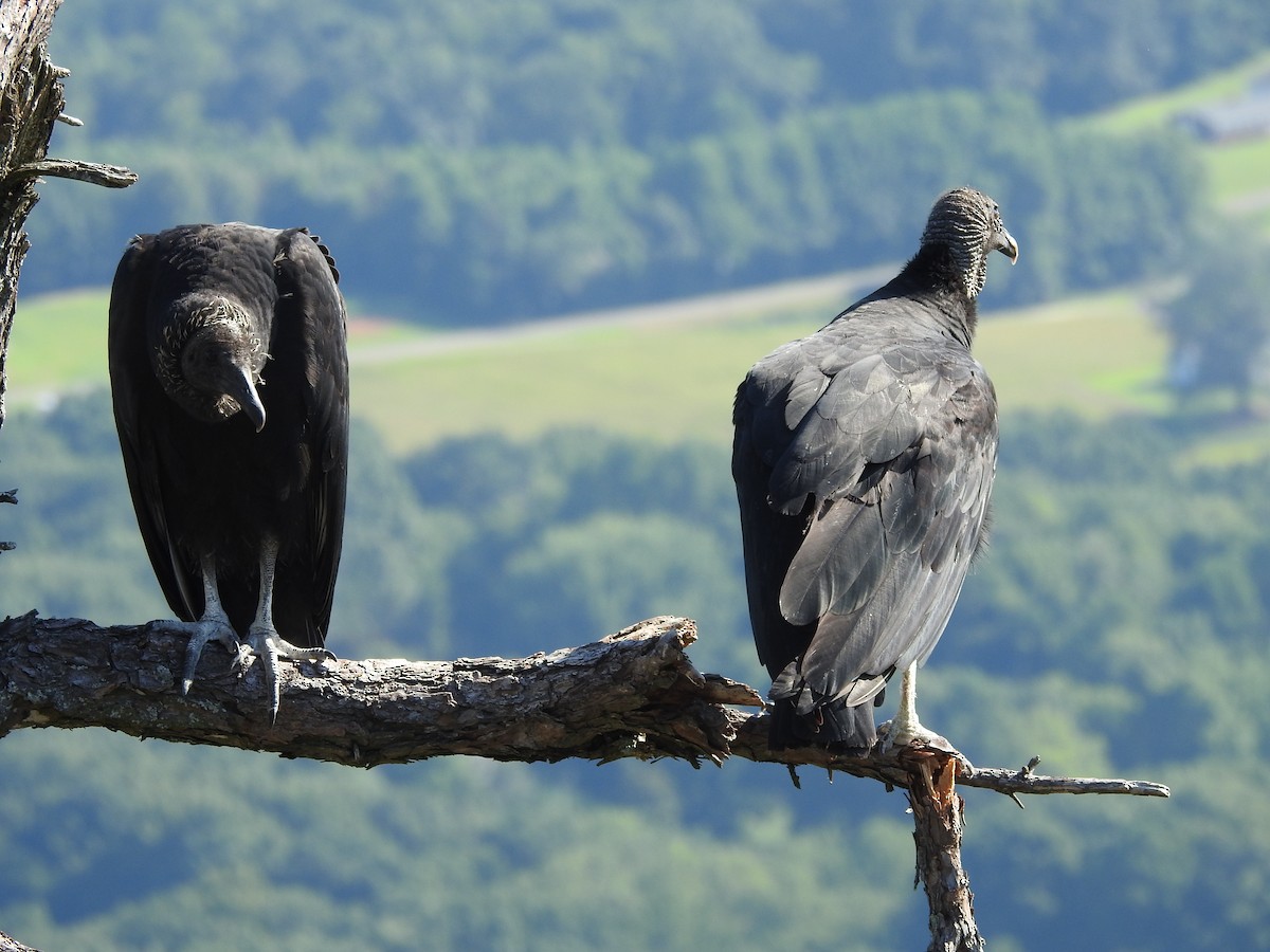 Black Vulture - ML639690449