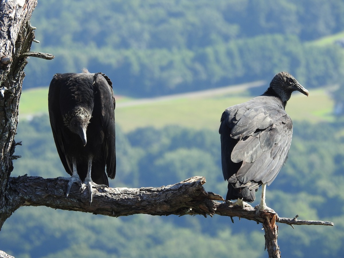 Black Vulture - ML639690450