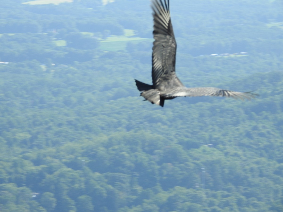 Black Vulture - ML639690452