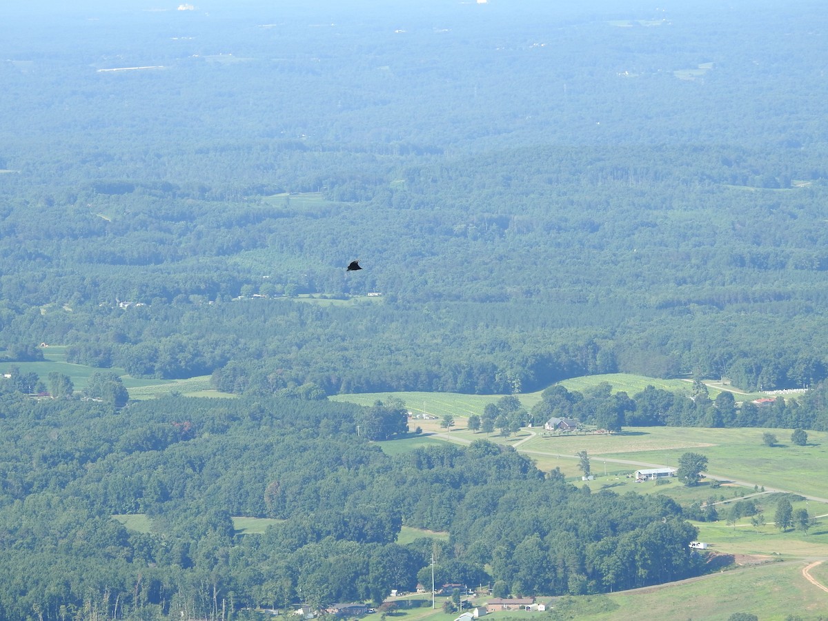 Black Vulture - ML639690453