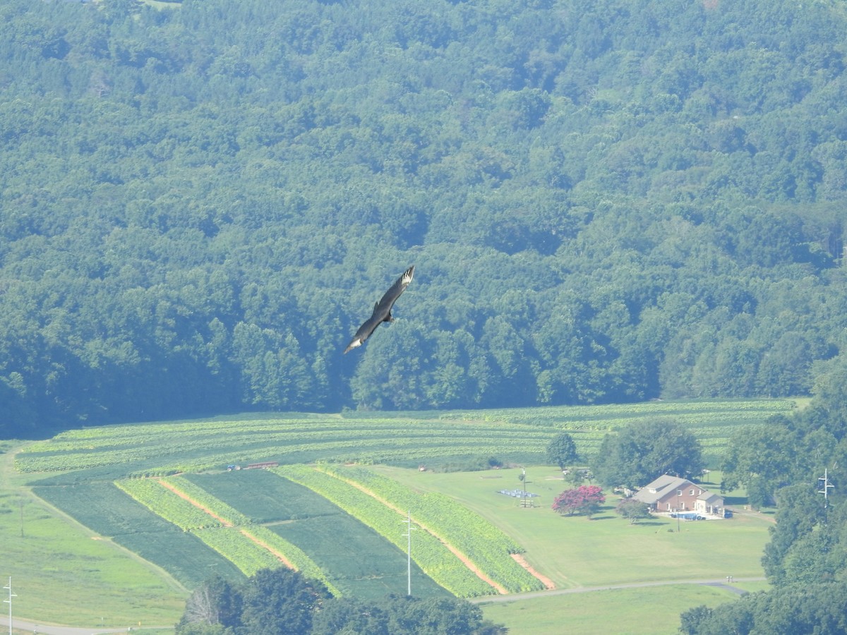 Black Vulture - ML639690454