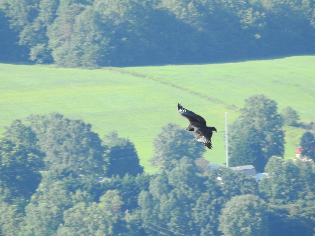 Black Vulture - ML639690455