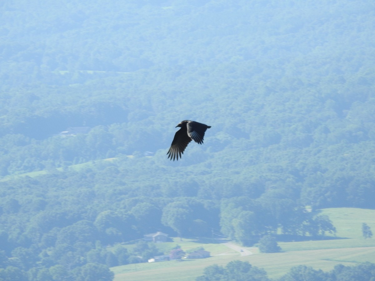 Black Vulture - ML639690456