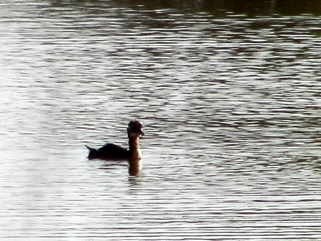 White-tufted Grebe - ML639690459