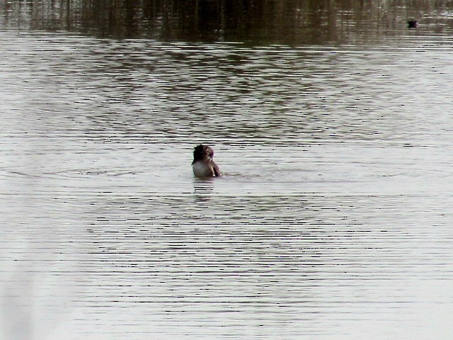 White-tufted Grebe - ML639690461