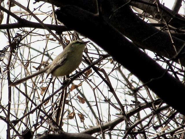 Greater Wagtail-Tyrant - ML639690477
