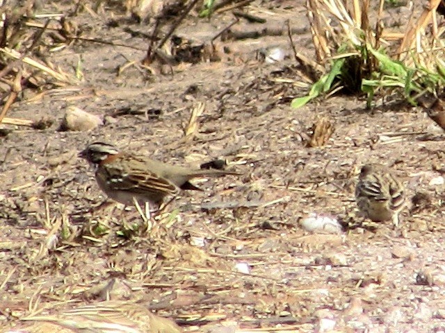 Rufous-collared Sparrow - ML639690515