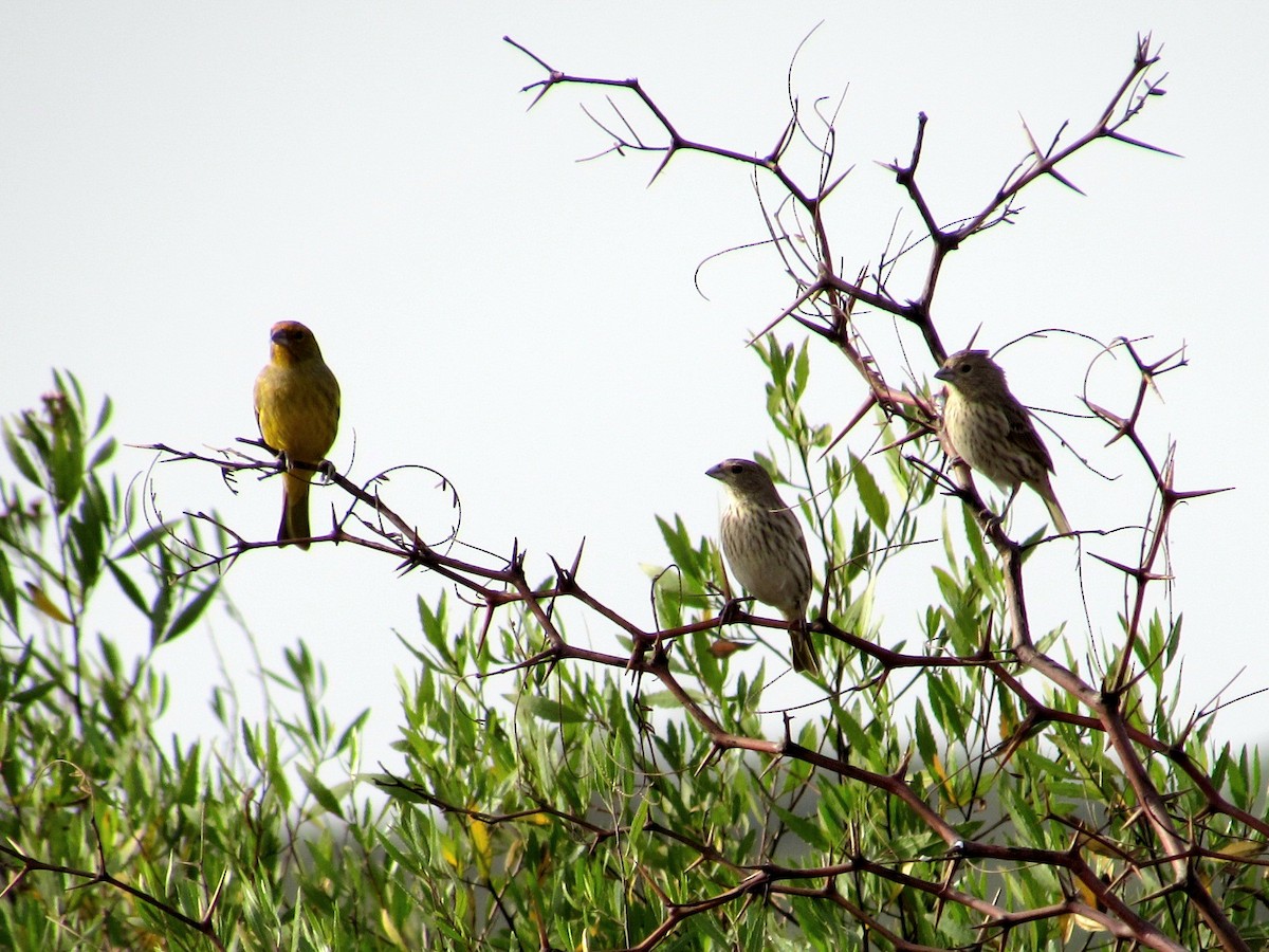 Saffron Finch - ML639690524