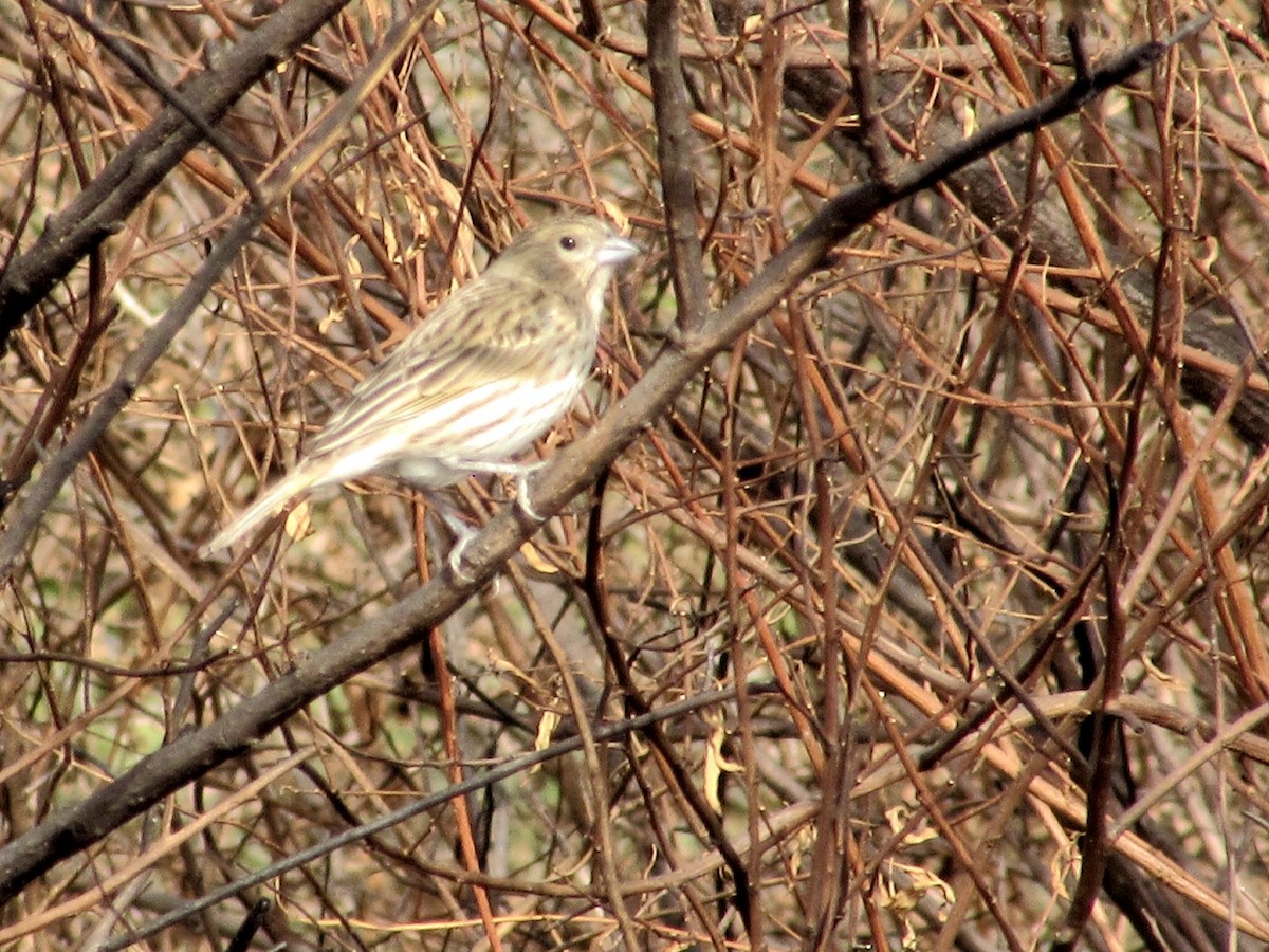 Saffron Finch - ML639690525