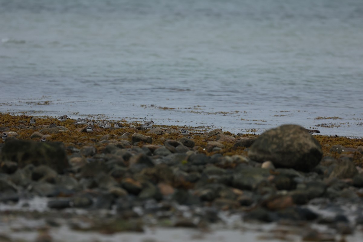 Sanderling - ML639690572