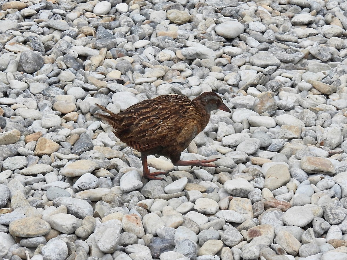 chřástal weka - ML639690654