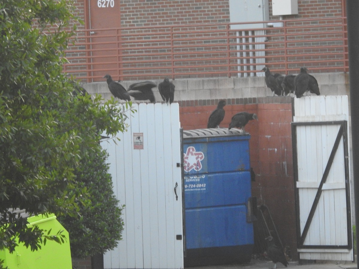 Black Vulture - ML639690659
