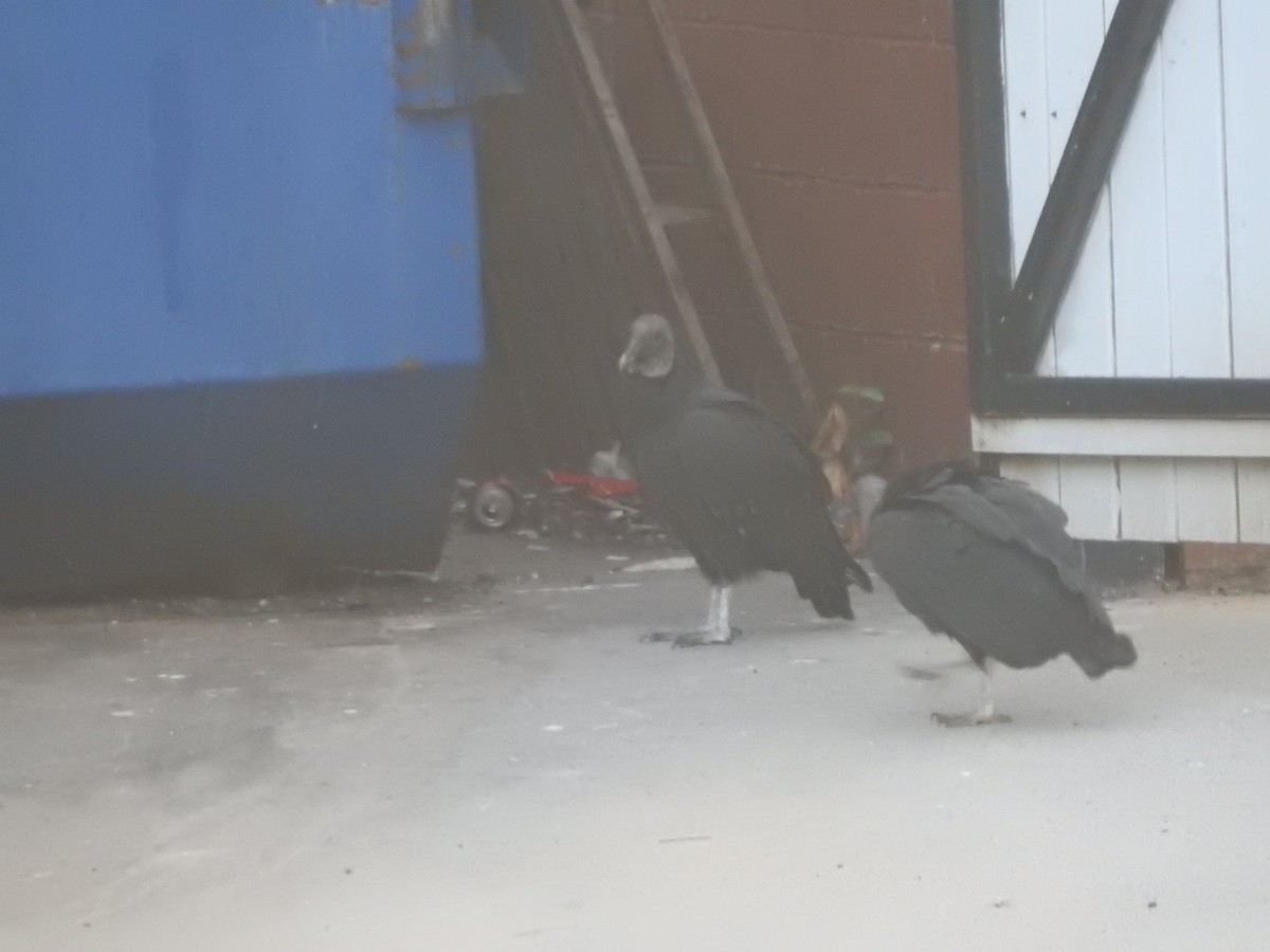 Black Vulture - ML639690663