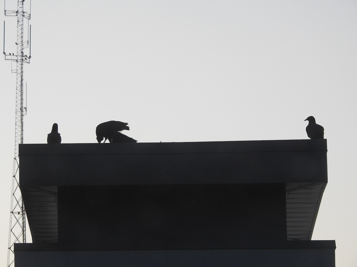 Black Vulture - ML639690664