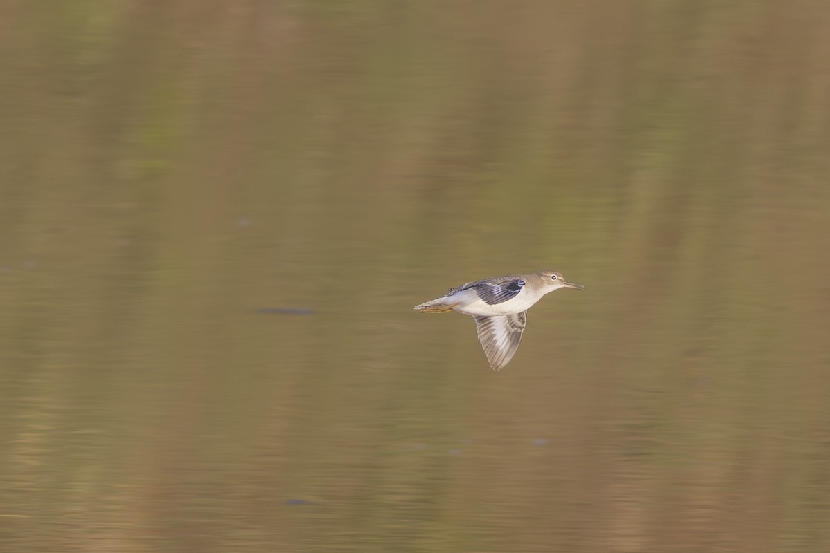 Spotted Sandpiper - ML639690681
