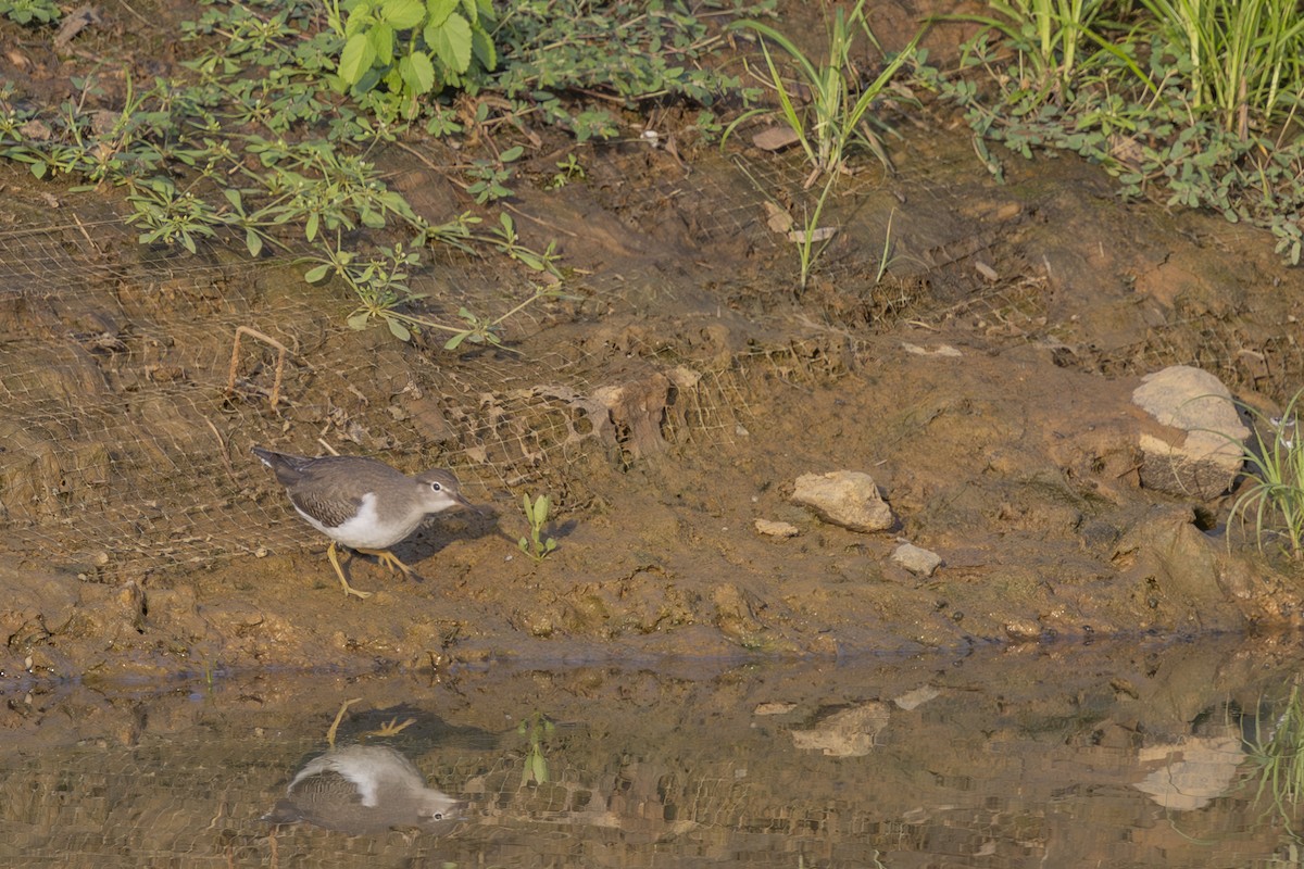 Spotted Sandpiper - ML639690682