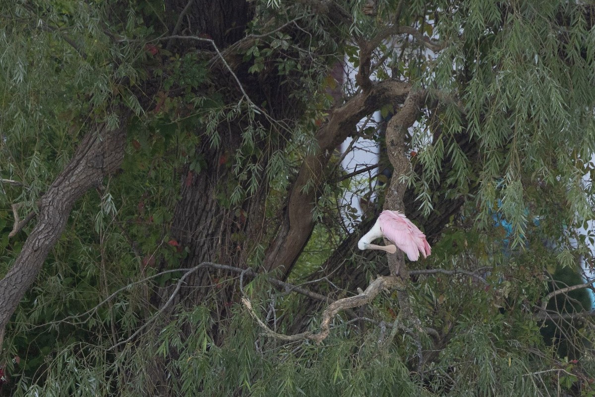 Roseate Spoonbill - ML639690714