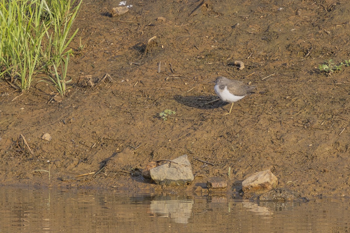 Spotted Sandpiper - ML639690722