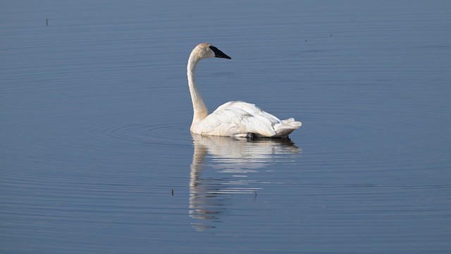 Trumpeter Swan - ML639690724