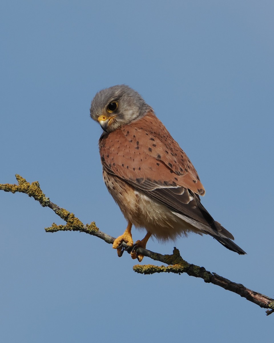 Eurasian Kestrel - ML639690794
