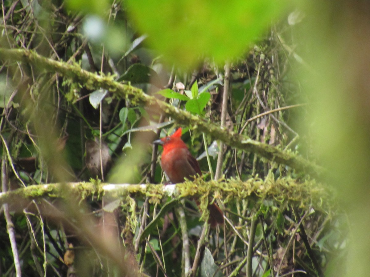 Crested Ant-Tanager - ML639690847