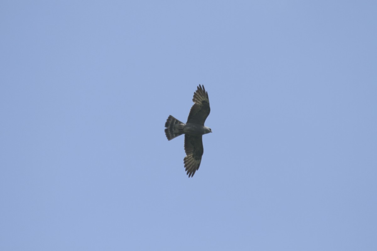 Mississippi Kite - ML639691009