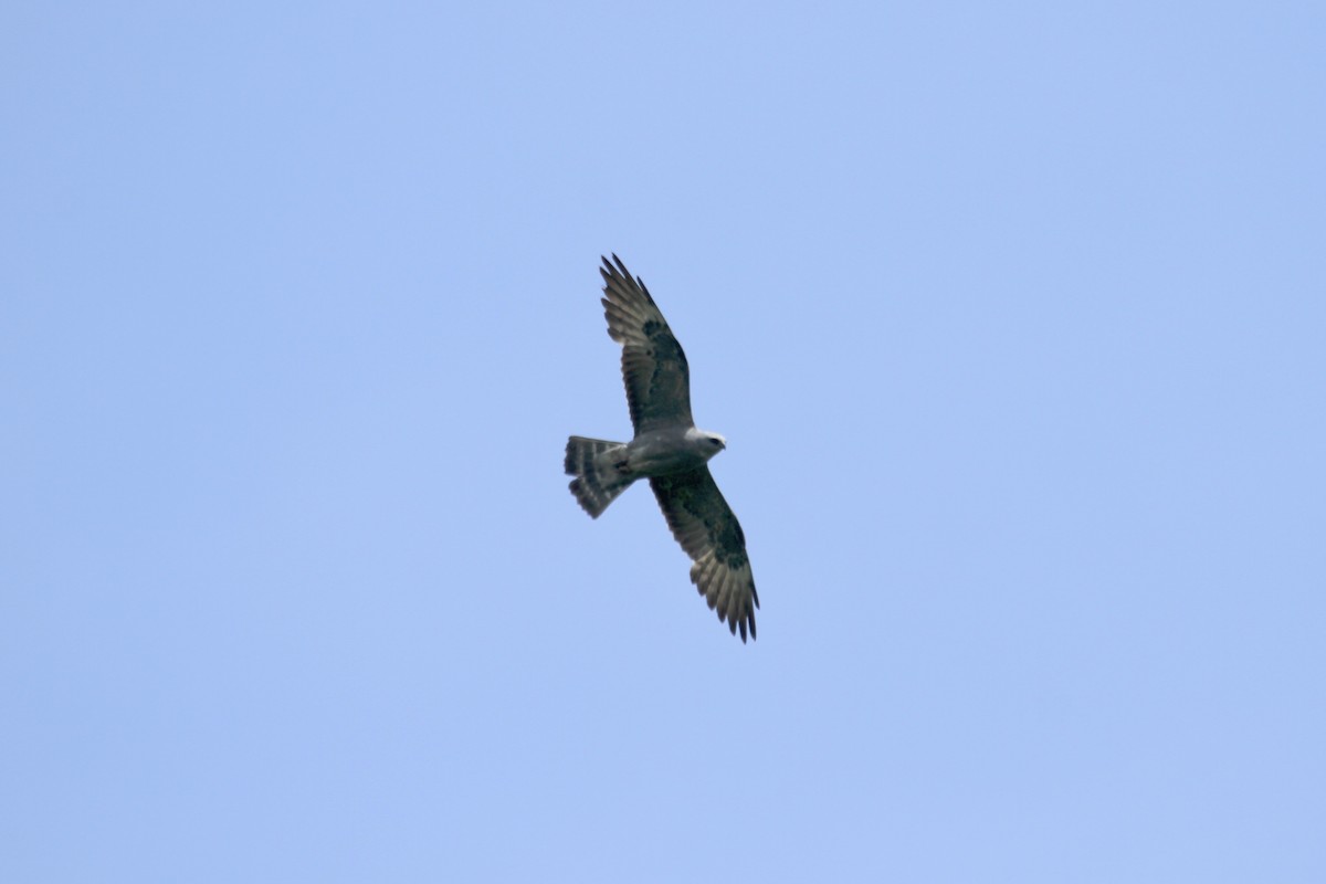 Mississippi Kite - ML639691010